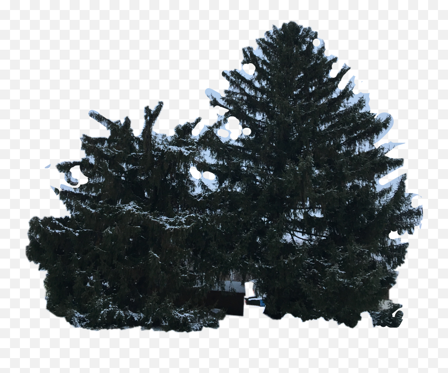Pine Trees Stickers - Boreal Conifer Emoji,Evergreen Emoji