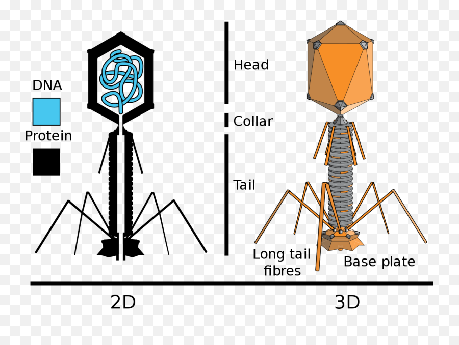 Tevenphage - Hershey And Chase Experiment Emoji,Emoji Level 66