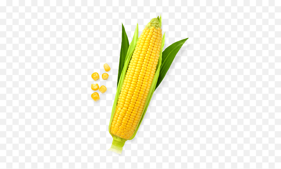 Corn Icon Transparent Png Clipart - Corn Png Emoji,Emoji Corn