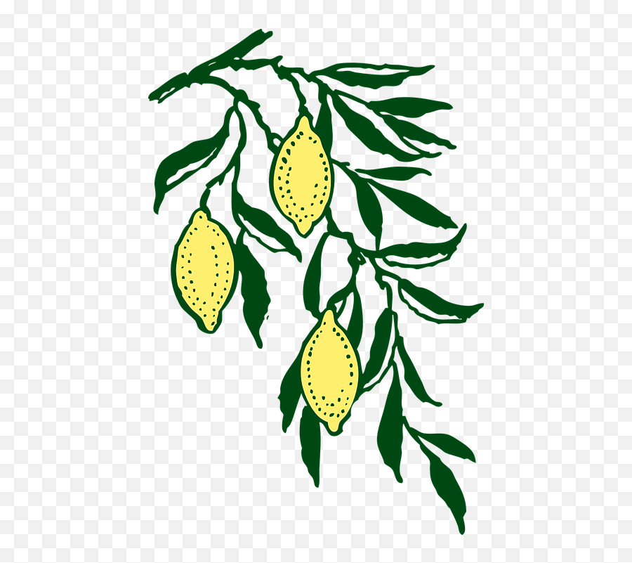 Free Lemon Fruit Vectors - Lemon Tree Vector Png Emoji,Mango Emoticon