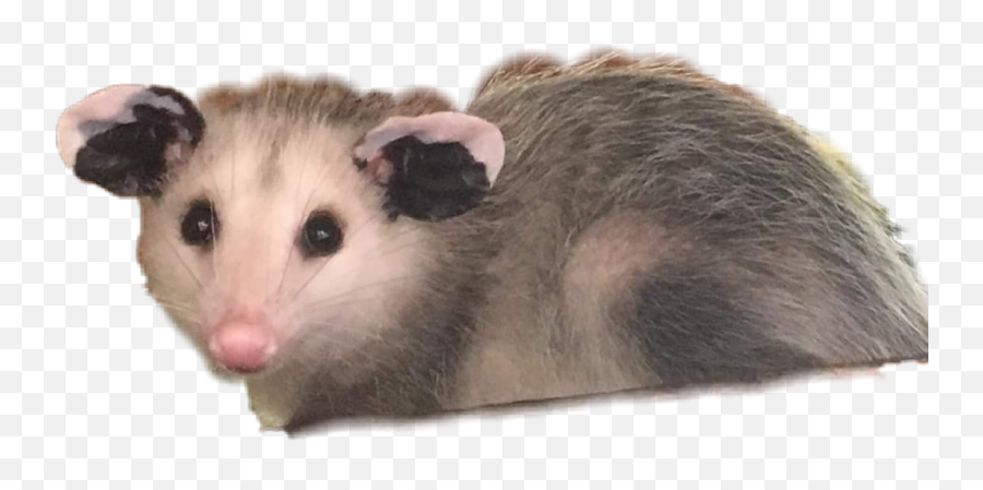 Possum - Opossum Transparent Background Emoji,Possum Emoji