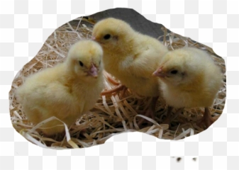 Popular And Trending Hatch Stickers On Picsart - Chicken Emoji,Chicken Hatching Emoji