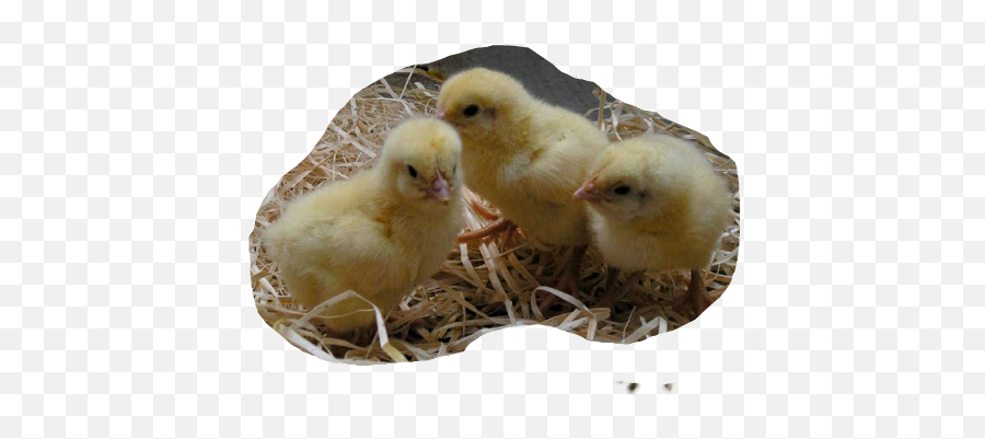 Popular And Trending Hatch Stickers On Picsart - Chicken Emoji,Chicken Hatching Emoji
