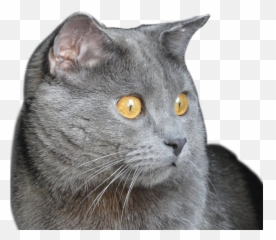 Grey Cat - Chartreux Emoji,Gray Cat Emoji
