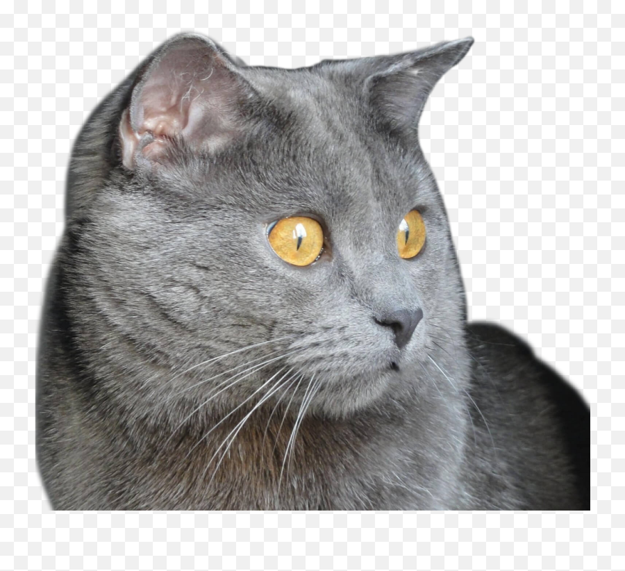 Grey Cat - Chartreux Emoji,Gray Cat Emoji