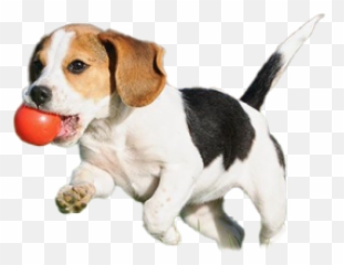 Puppy Png And Vectors For Free Download - Dlpngcom Dog Puppy Png Emoji,Beagle Emoji