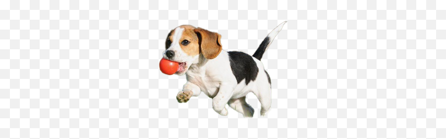 Puppy Png And Vectors For Free Download - Dlpngcom Dog Puppy Png Emoji,Beagle Emoji