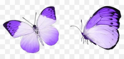 Largest Collection Of Free - Stock Photography Emoji,Butterfly Emoticon