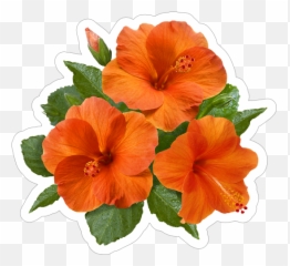 Pretty Orange Hibiscus Flower Sticker - Hawaiian Hibiscus Emoji,Hibiscus Emoji