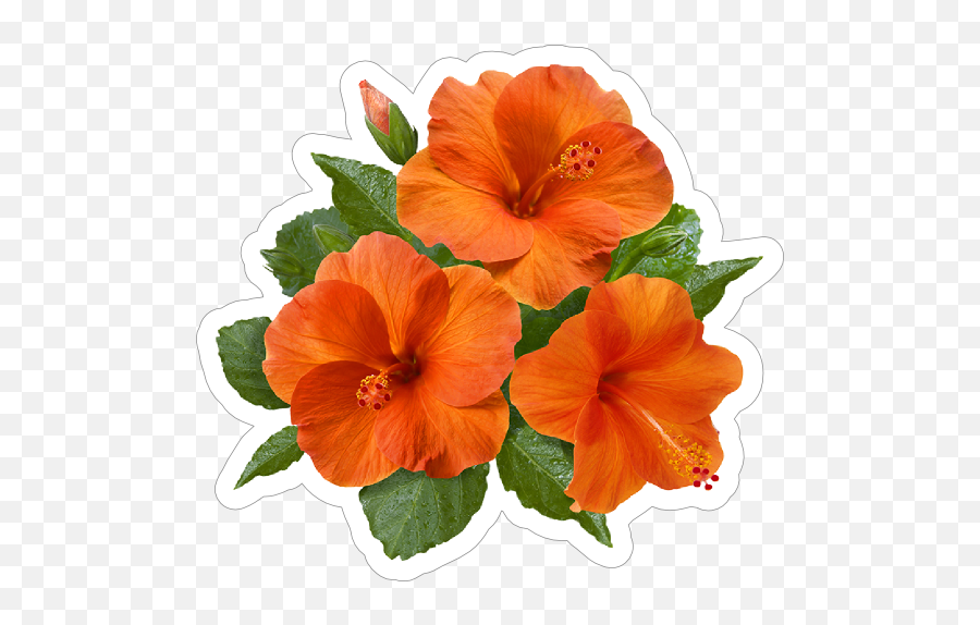 Pretty Orange Hibiscus Flower Sticker - Hawaiian Hibiscus Emoji,Hibiscus Emoji