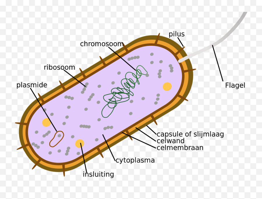 Bacteria - Eubacteria Archaebacteria Emoji,Mean Emoji Texts