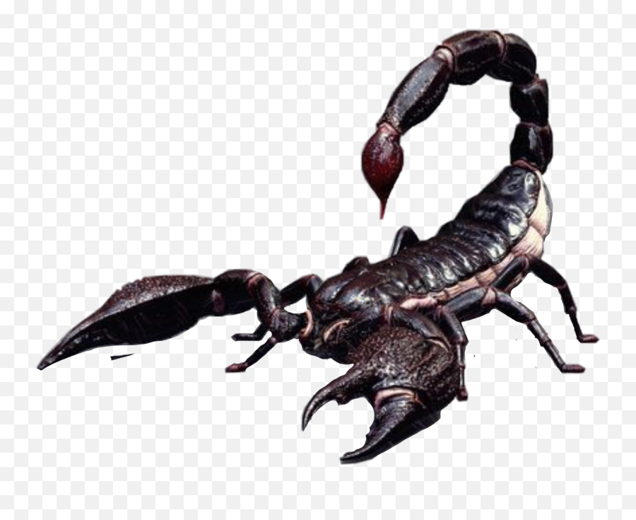 Freetoedit Scorpion Animals Dangerous - Scorpions Emoji,Scorpion Emoji