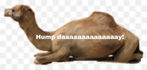 The Newest hump day Stickers on PicsArt - Bactrian Camel Emoji