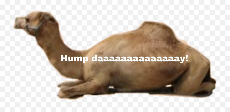 The Newest Hump Day Stickers On Picsart - Bactrian Camel Emoji,Hump Day Emoticon
