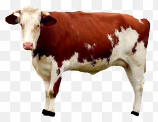 cow Sticker by v - Cow Png Emoji