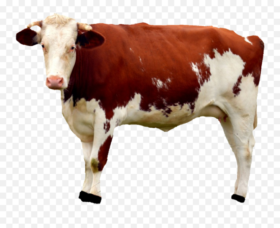 Cow Sticker By V - Cow Png Emoji,Cow Emoji Text