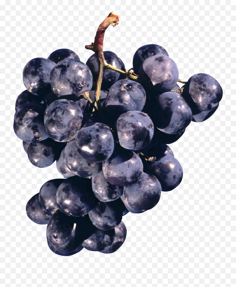 Concord Grape - Transparent Background Purple Grapes Emoji,Grape Emoji Png