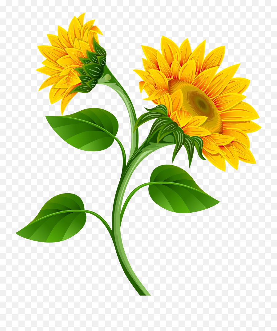 Collection Of Free Sunflower Vector Crown - Sunflower Clipart Png Emoji,Sunflower Emoji