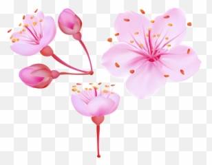 Cherry Blossom Flower Png - Clipart Art Emoji