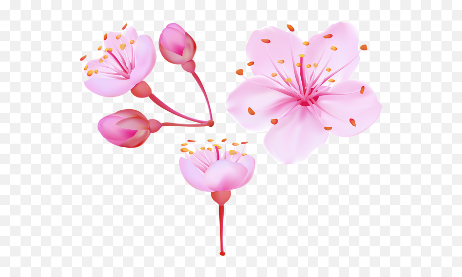 Cherry Blossom Flower Png Cherry Blossom Flower Png - Cherry Blossom Clipart Art Emoji,Cherry Blossom Emoji