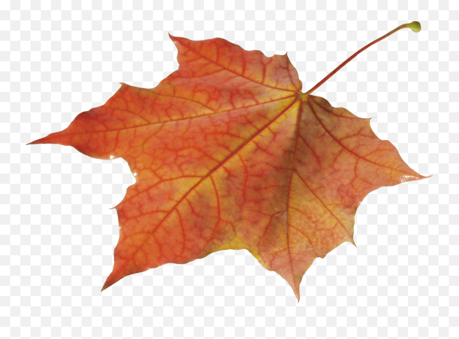 Autumn Leaves Transparent - Orange Autumn Leaf Transparent Emoji,Autumn Leaf Emoji