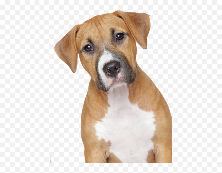 Pin Em Images - Sad Dog Png Emoji,Barking Dog Emoji