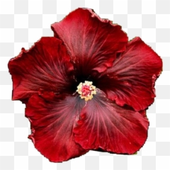 Flower Flowers Hawaiian Hibiscus Hibiscusflower Nature - Deep Red Hibiscus Emoji,Hibiscus Emoji