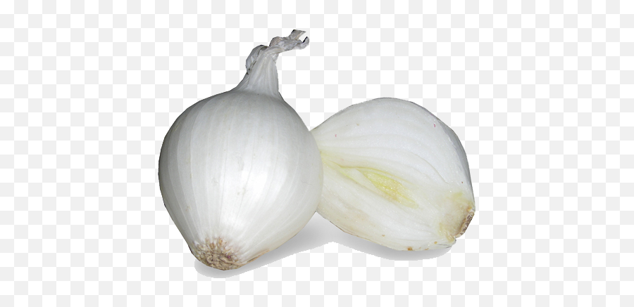 Download White Onion Image Hq Png Image - Onion White Background Free Clipart Emoji,Onion Emoji