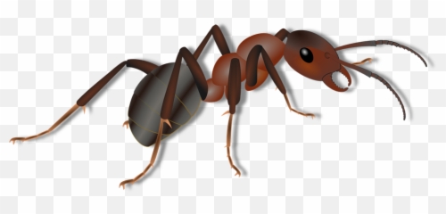 Ant Png Images Picture - Ant Png Clipart Emoji,Ant Emoji