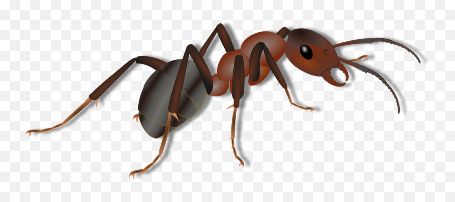 Ant Png Images Picture - Ant Png Clipart Emoji,Ant Emoji