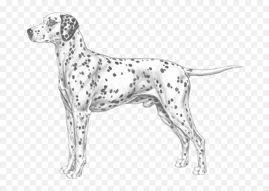 Dalmatian - Dalmatian Emoji,Dalmatian Emoji