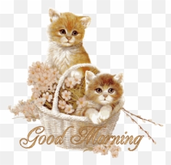 Top Cutecats Stickers For Android Ios - Good Morning Cat Emoji