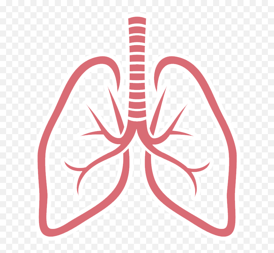 Transparent Background Human Lungs Clipart - Pulmones Png Emoji,Lung Emoji