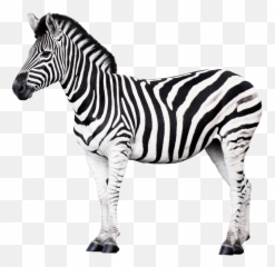 The Most Edited - Zebra Illustration Emoji,Zebra Emoji