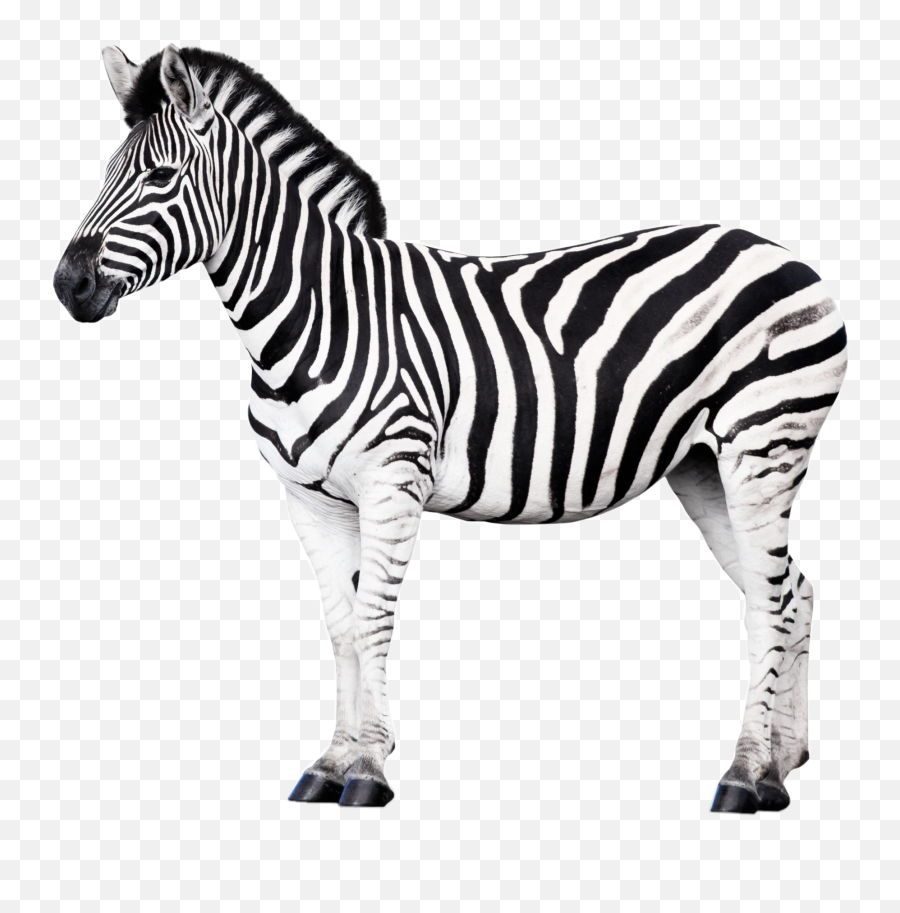 The Most Edited - Zebra Illustration Emoji,Zebra Emoji