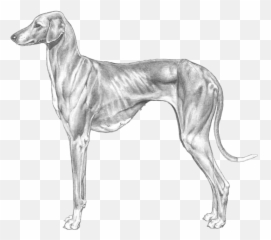 Azawakh - Pedigreed Breeds DogWellNetcom Rampur Greyhound Emoji