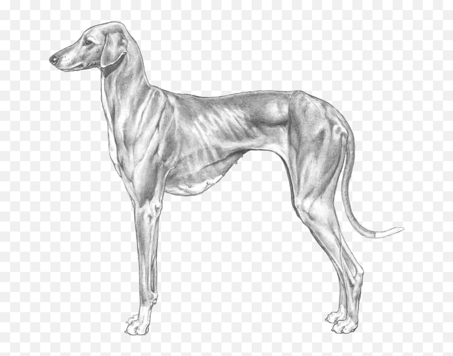 Azawakh - Pedigreed Breeds Dogwellnetcom Rampur Greyhound Emoji,Dog Emoji Copy And Paste