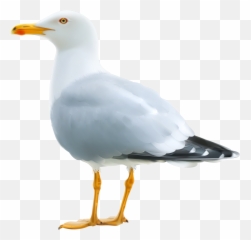 Open Mouth Transparent Png Clipart - Seagull Png Emoji,Seagull Emoji