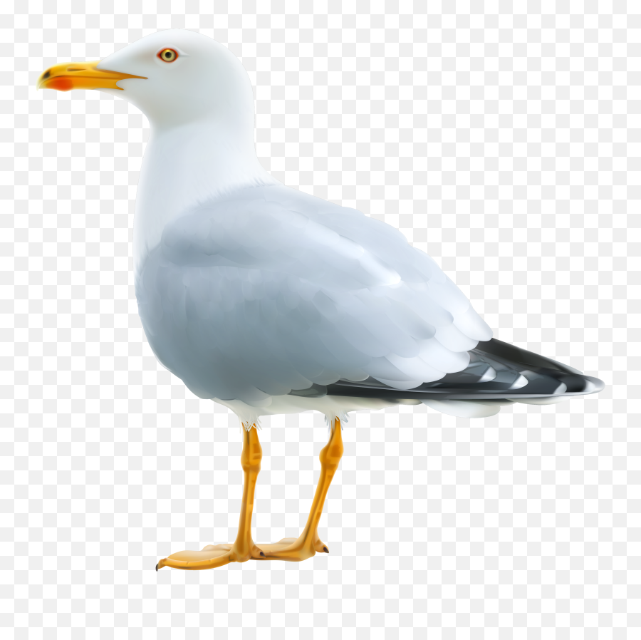 Open Mouth Transparent Png Clipart - Seagull Png Emoji,Seagull Emoji