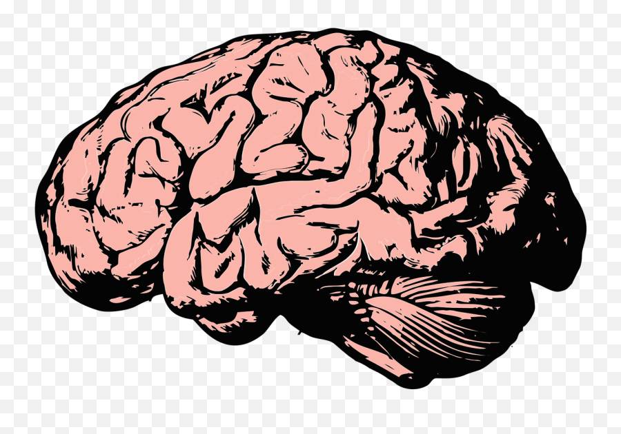 Brain Think Knowledge Mind Science - Brain Png Emoji,Apple Thinking Emoji