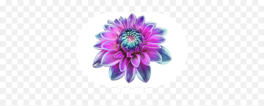 Messages Stickers The Best Messages Stickers For Ios10 - Blue Dahlia Flower Png Emoji,Floral Emoji