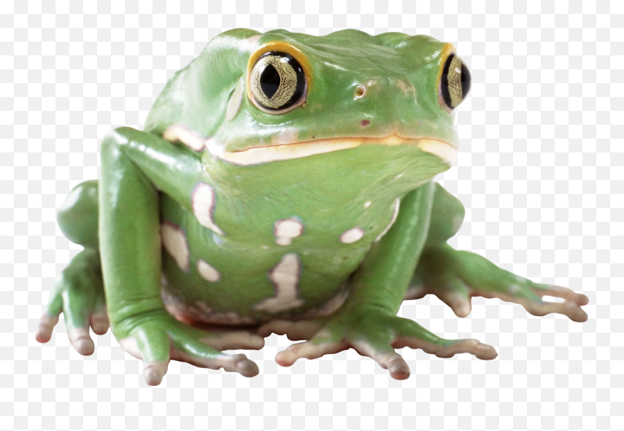 Popular Frog Icon Tumblr Image - Desain Interior Exterior Transparent Background Frog Transparent Emoji,Frog Coffee Emoji