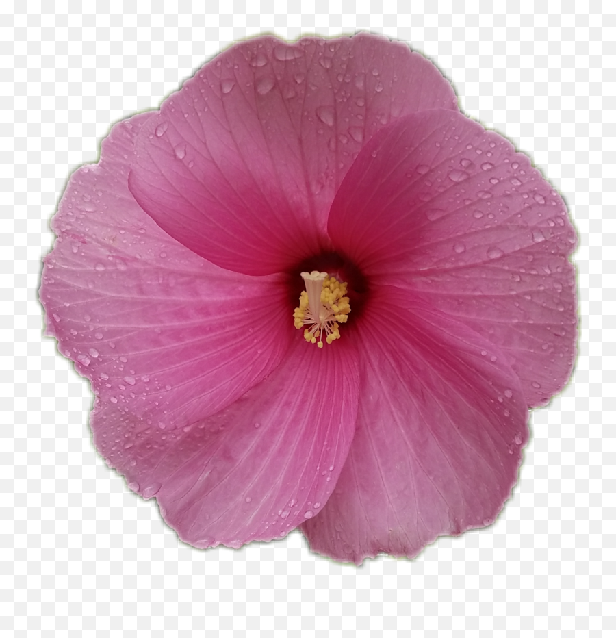 Hibiscus Flower - Hawaiian Hibiscus Emoji,Hibiscus Emoji