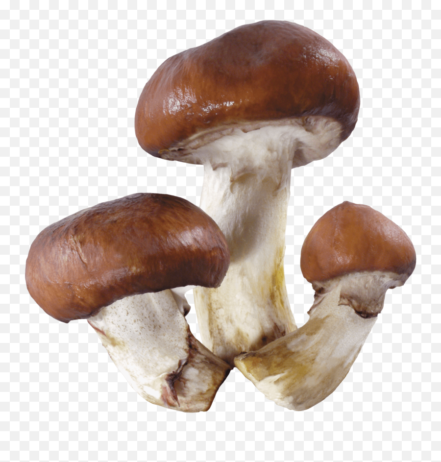 Download Mushroom Png Image Hq Png - Agaricus Mushroom Png Emoji,Skull Mushroom Emoji