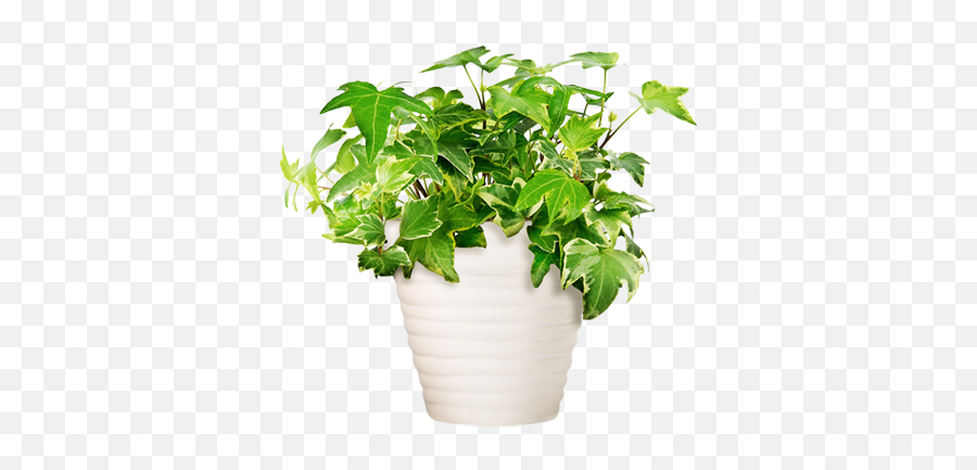 Potted Plant - Waterdruppelaar Voor Planten Emoji,Potted Plant Emoji