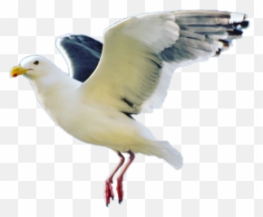 Seagull Bird - European Herring Gull Emoji,Seagull Emoji