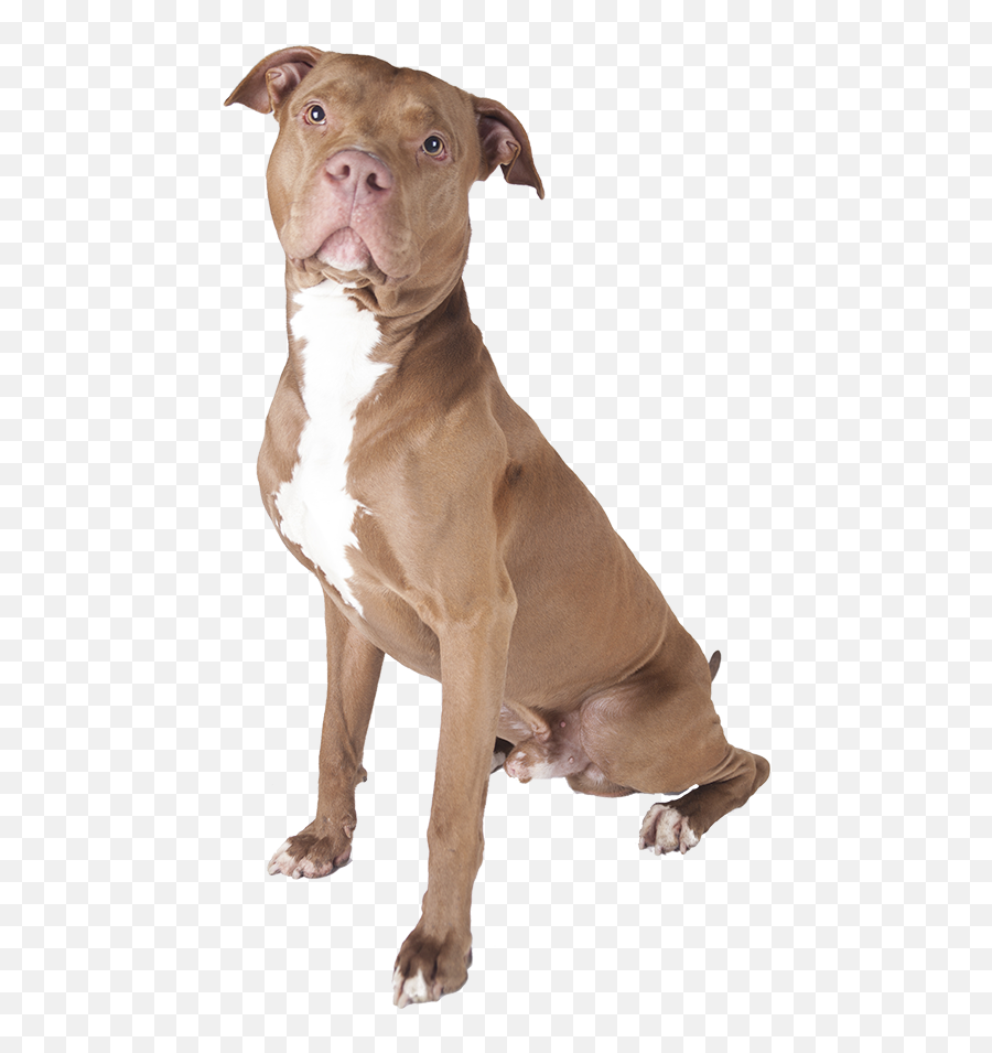 Dog Doggy Pitbull Cute Freetoedit - American Pitbull Terrier Png Emoji,Pit Bull Emoji