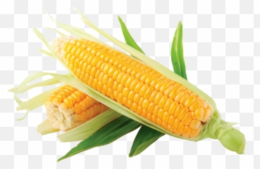 Yellow Corn Clip Art Clipartcow - Png Emoji