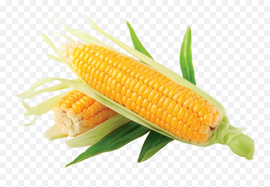 Yellow Corn Clip Art Clipartcow - Corn Png Emoji,Emoji Corn