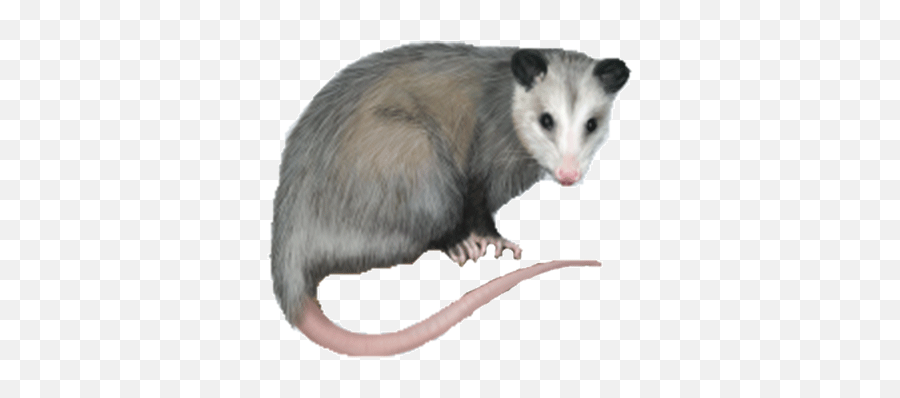 Opossum - Opossum Png Emoji,Possum Emoji